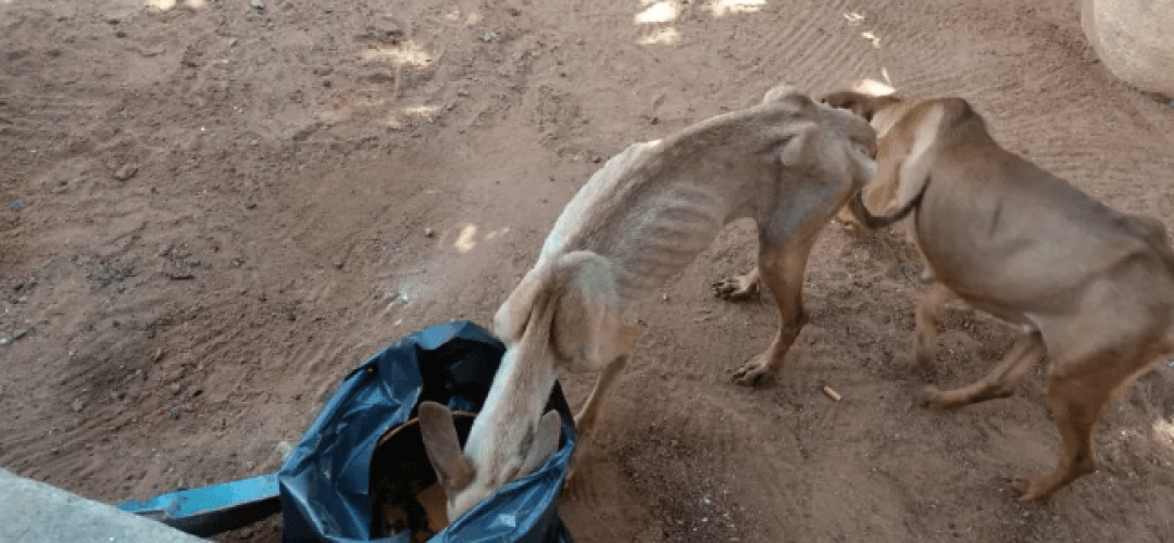 cachorros-tupa-160522