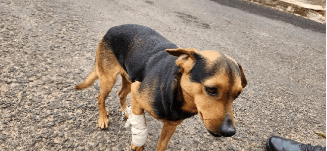 cão machucado