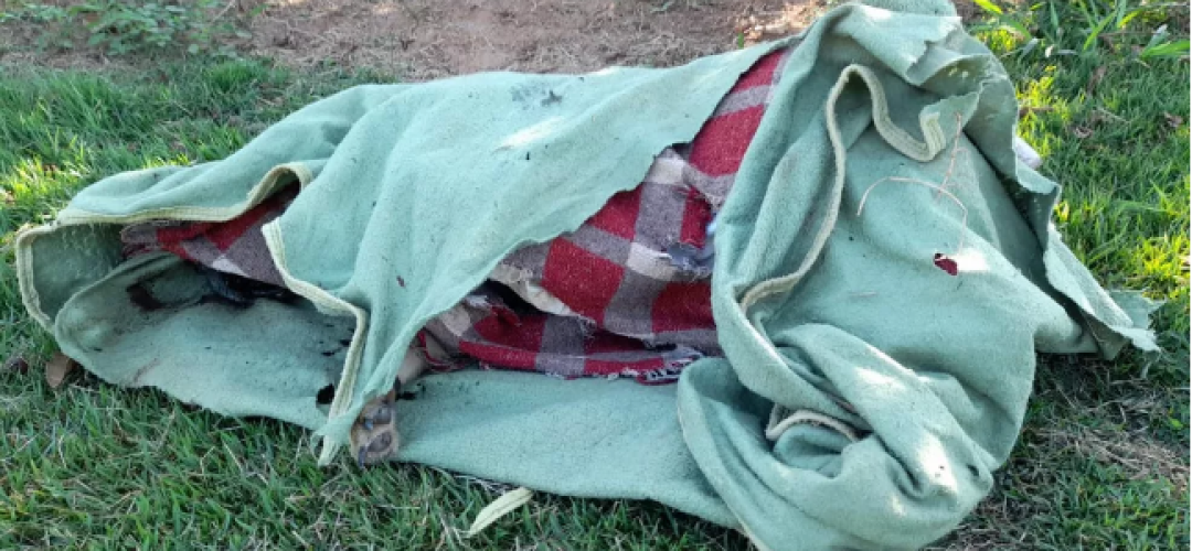 cao-morto-limeira-100522