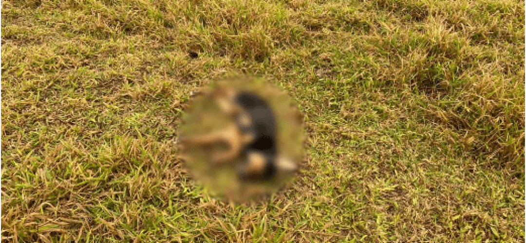 cao-morto-marilia-140623