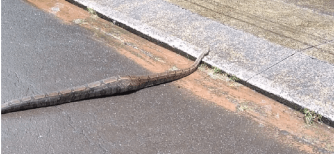 cobra-jiboia-unesp-bauru-240323