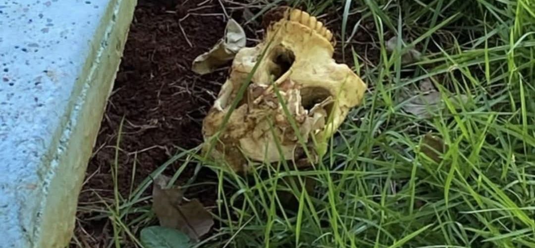 cranio