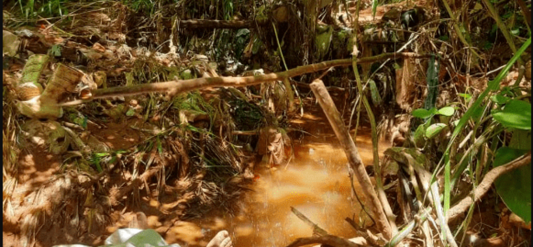 mulher é atacada po abelhas