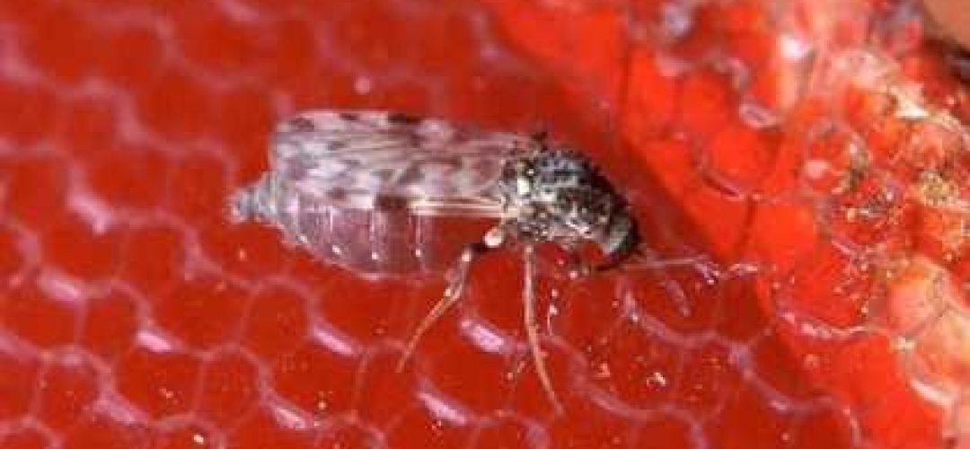 Oropouche também é transmitido por mosquito
Scott Bauer/Agricultural Research Service/United States Department of Agriculture/Divulgação