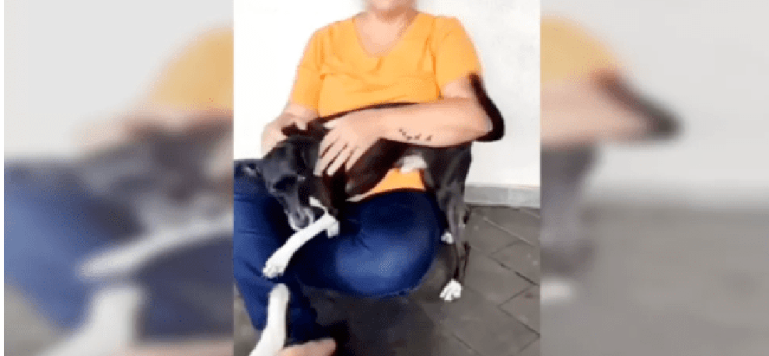 reclamação e latido