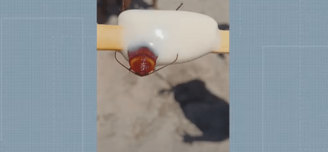 Consumidora contou que encontrou barata em picolé comprado na Praia do Recreio dos Bandeirantes — Foto: Reprodução/ TV Globo