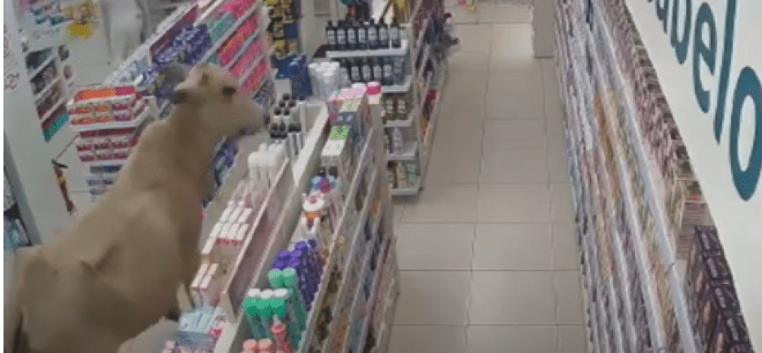 vaca-farmacia-110323